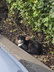 Found/Stray Female Cat last seen Lake Mary, Flagstaff, AZ 86005