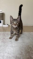Found/Stray Male Cat last seen Woodbridge crossing apmts, Temple, TX 76504