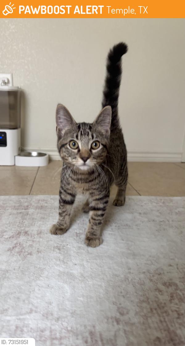Found/Stray Male Cat last seen Woodbridge crossing apmts, Temple, TX 76504
