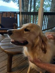 Reunited Unknown Dog last seen Blue Gill Lane, Glenville, NC 28736