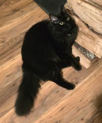 Lost Female Cat last seen Highland Dr, Hiram, GA 30141