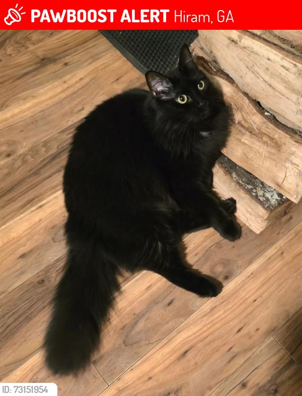 Lost Female Cat last seen Highland Dr, Hiram, GA 30141