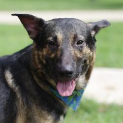 Shelter Stray Male Dog last seen Near BLOCK GAYLE AVE, 4710 TX-151, San Antonio, TX 78227, USA