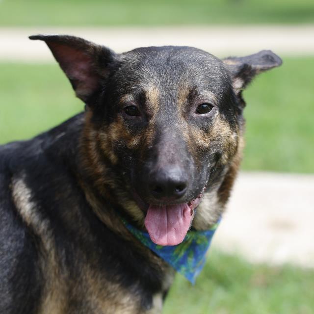 Shelter Stray Male Dog last seen Near BLOCK GAYLE AVE, 4710 TX-151, San Antonio, TX 78227, USA