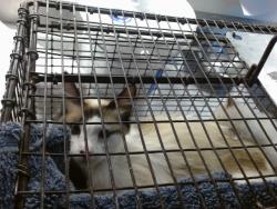 Shelter Stray Female Cat last seen CASSINI WAY/WESTCHESTER WAY, 95621, 3839 Bradshaw Rd, Sacramento, CA 95827, USA