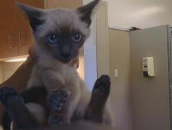 Shelter Stray Female Cat last seen WHITNEY AVE/GARFIELD AVE, 95608, 3839 Bradshaw Rd, Sacramento, CA 95827, USA