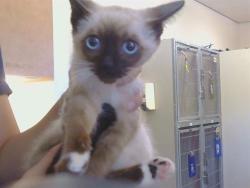 Shelter Stray Female Cat last seen WHITNEY AVE/GARFIELD AVE, 95608, 3839 Bradshaw Rd, Sacramento, CA 95827, USA
