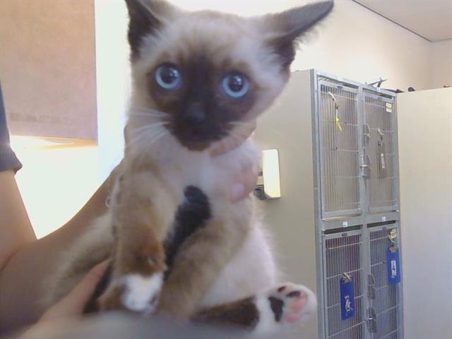 Shelter Stray Female Cat last seen WHITNEY AVE/GARFIELD AVE, 95608, 3839 Bradshaw Rd, Sacramento, CA 95827, USA