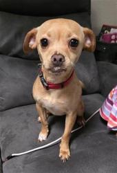Shelter Stray Female Dog last seen RIDGE PATH & TEZEL, 4710 TX-151, San Antonio, TX 78227, USA