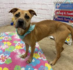 Shelter Stray Female Dog last seen Near BLOCK MITCHELL ST, DETROIT, MI 48211, 7401 Chrysler Dr, Detroit, MI 48211, USA