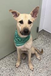 Shelter Stray Male Dog last seen Near BLOCK DICKERSON ST, DETROIT, MI 48215, 7401 Chrysler Dr, Detroit, MI 48211, USA