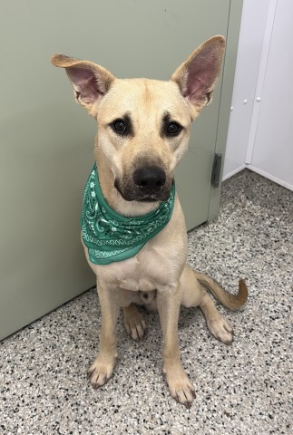 Shelter Stray Male Dog last seen Near BLOCK DICKERSON ST, DETROIT, MI 48215, 7401 Chrysler Dr, Detroit, MI 48211, USA