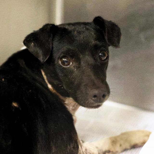 Shelter Stray Male Dog last seen Near BLOCK SHADY GROVE, 4710 TX-151, San Antonio, TX 78227, USA