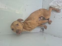 Shelter Stray Male Dog last seen Near BLOCK ASHTON AVE, DETROIT MI 48228, 7401 Chrysler Dr, Detroit, MI 48211, USA