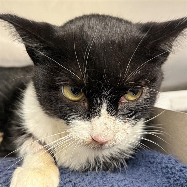Shelter Stray Female Cat last seen Near BLOCK VALLEY KNIGHT, 4710 TX-151, San Antonio, TX 78227, USA