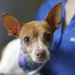 Shelter Stray Female Dog last seen BURNET AND N MITTIMAN, 4710 TX-151, San Antonio, TX 78227, USA