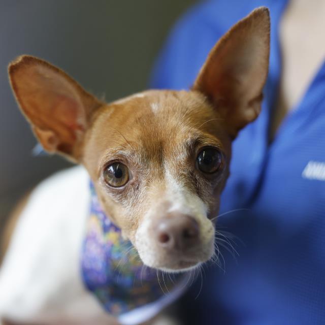 Shelter Stray Female Dog last seen BURNET AND N MITTIMAN, 4710 TX-151, San Antonio, TX 78227, USA