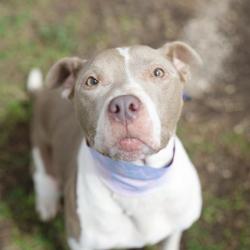 Shelter Stray Female Dog last seen COVENANT CT, 4710 TX-151, San Antonio, TX 78227, USA