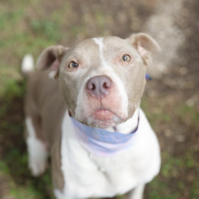 Shelter Stray Female Dog last seen COVENANT CT, 4710 TX-151, San Antonio, TX 78227, USA