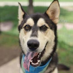 Shelter Stray Male Dog last seen Near BLOCK GROFF, 4710 TX-151, San Antonio, TX 78227, USA