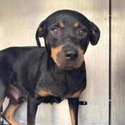 Shelter Stray Female Dog last seen Near BLOCK S NEW BRAUNFLES, 4710 TX-151, San Antonio, TX 78227, USA