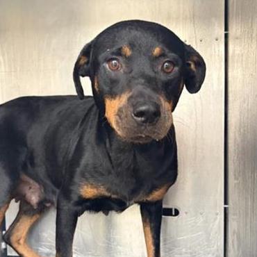 Shelter Stray Female Dog last seen Near BLOCK S NEW BRAUNFLES, 4710 TX-151, San Antonio, TX 78227, USA