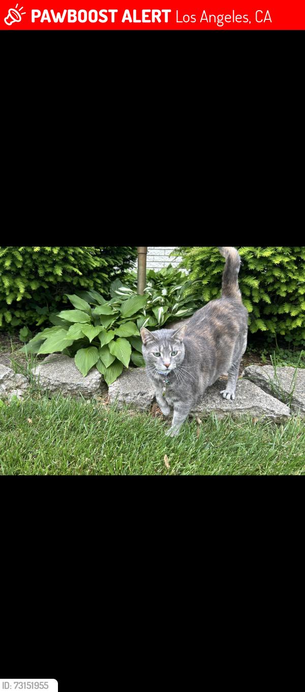 Lost Female Cat last seen JACON WAY/ EL ORO LN, Pacific Palisades, Los Angeles, CA 90272