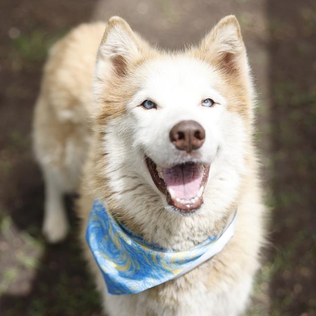 Shelter Stray Female Dog last seen BUTTERFLY BEND, 4710 TX-151, San Antonio, TX 78227, USA