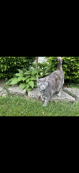 Lost Female Cat last seen JACON WAY/ EL ORO LN, Pacific Palisades, Los Angeles, CA 90272