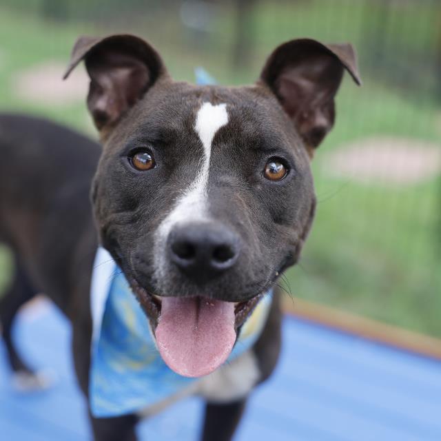 Shelter Stray Female Dog last seen Near BLOCK RICE, 4710 TX-151, San Antonio, TX 78227, USA