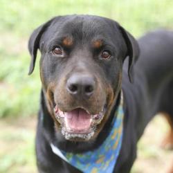 Shelter Stray Male Dog last seen MARSHWOOD, 4710 TX-151, San Antonio, TX 78227, USA