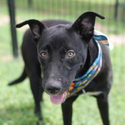 Shelter Stray Female Dog last seen Near BLOCK W HOUSTON, 4710 TX-151, San Antonio, TX 78227, USA
