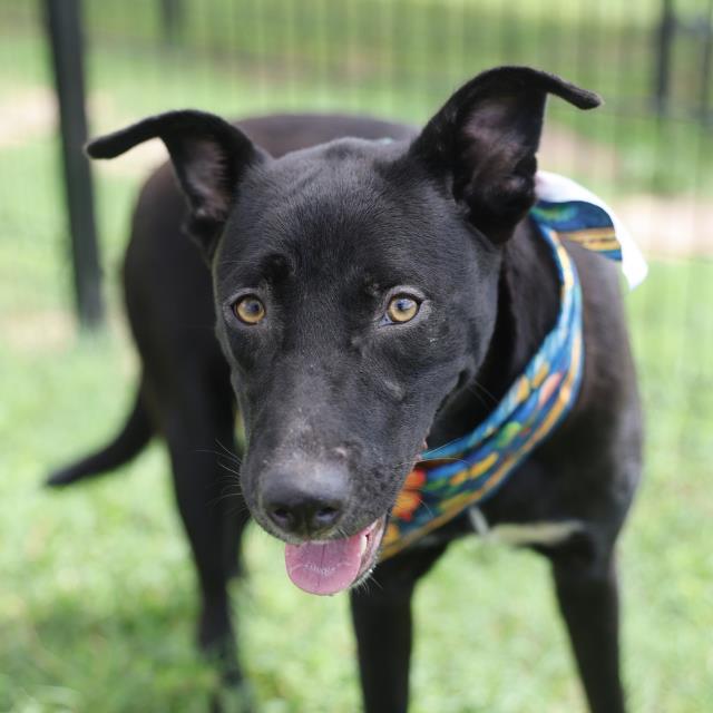Shelter Stray Female Dog last seen Near BLOCK W HOUSTON, 4710 TX-151, San Antonio, TX 78227, USA