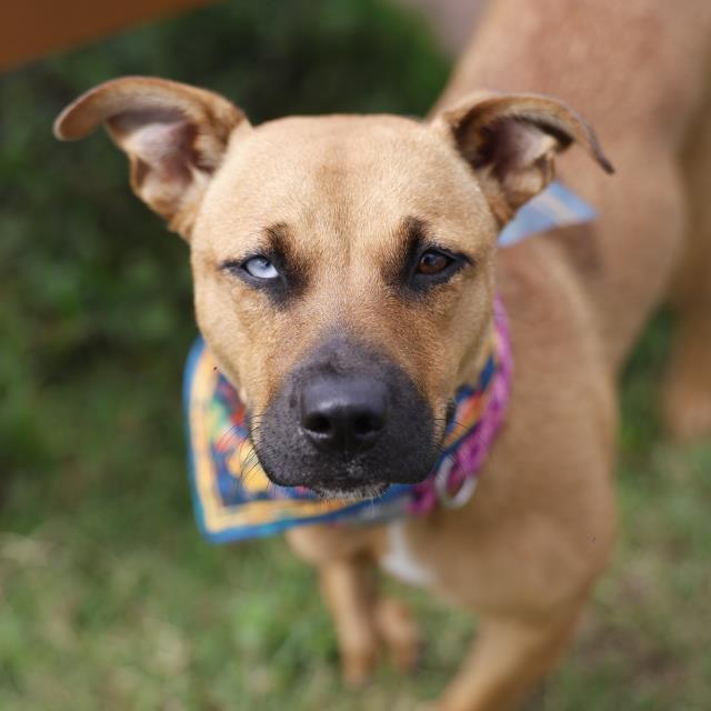 Shelter Stray Female Dog last seen , 4710 TX-151, San Antonio, TX 78227, USA