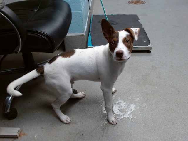 Shelter Stray Male Dog last seen Near BLOCK SUNDORO PL NW, 11800 Sunset Gardens Rd SW, Albuquerque, NM 87121, USA