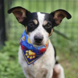 Shelter Stray Male Dog last seen VIBRANT OAK, 4710 TX-151, San Antonio, TX 78227, USA