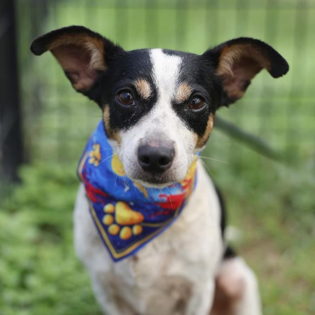 Shelter Stray Male Dog last seen VIBRANT OAK, 4710 TX-151, San Antonio, TX 78227, USA