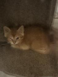 Shelter Stray Unknown Cat last seen Near BLOCK W 3500, 4522 W 3500 S, West Valley City, UT 84120, USA