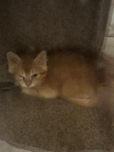 Shelter Stray Unknown Cat last seen Near BLOCK W 3500, 4522 W 3500 S, West Valley City, UT 84120, USA