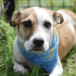 Shelter Stray Male Dog last seen Near BLOCK DEDE, 4710 TX-151, San Antonio, TX 78227, USA