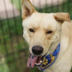 Shelter Stray Male Dog last seen Near BLOCK SW 36TH ST, 4710 TX-151, San Antonio, TX 78227, USA