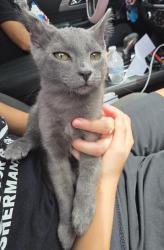 Shelter Stray Male Cat last seen , 4710 TX-151, San Antonio, TX 78227, USA