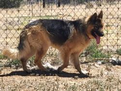 Shelter Stray Male Dog last seen Near BLOCK CAMINO LA CANADA AND CAMINO DE LA VUELTA SANTA FE NM 87501, 100 Caja Del Rio Rd, Santa Fe, NM 87507, USA