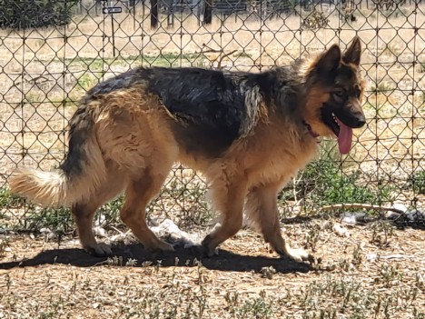 Shelter Stray Male Dog last seen Near BLOCK CAMINO LA CANADA AND CAMINO DE LA VUELTA SANTA FE NM 87501, 100 Caja Del Rio Rd, Santa Fe, NM 87507, USA