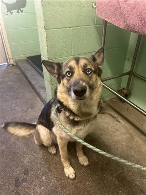 Shelter Stray Female Dog last seen NORWOOD AVE & JESSIE AVE, 2127 Front St, Sacramento, CA 95818, USA