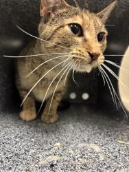 Shelter Stray Female Cat last seen Near, 2600 S Harding St, Indianapolis, IN 46221, USA