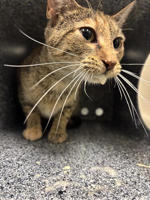 Shelter Stray Female Cat last seen Near, 2600 S Harding St, Indianapolis, IN 46221, USA