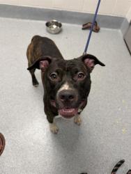 Shelter Stray Male Dog last seen Near, 2600 S Harding St, Indianapolis, IN 46221, USA