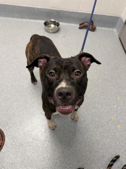 Shelter Stray Male Dog last seen Near, 2600 S Harding St, Indianapolis, IN 46221, USA