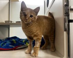 Shelter Stray Male Cat last seen Near BLOCK BOSTON ST, AURORA, CO 80010, 1241 W Bayaud Ave, Denver, CO 80223, USA